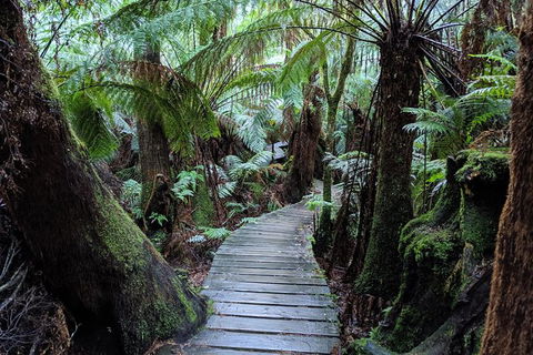 PRIVATE Great Ocean Road Tour And 12 Apostles With Wildlife Spotting - Accommodation Nelson Bay 8