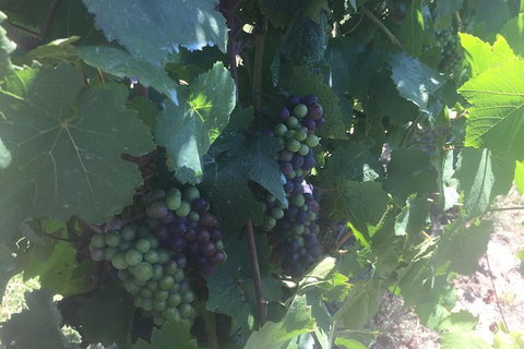 Yarra Valley Wine Tasting Tour - Accommodation Nelson Bay 4