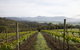 Yarra Valley 2-6 Guests Premium Food And Wine Inc Lunch At Dominique Portet - thumb 7