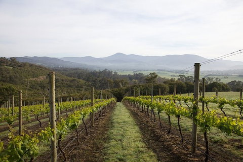 Yarra Valley 2-6 Guests Premium Food And Wine Inc Lunch At Dominique Portet - Accommodation Nelson Bay 7