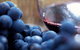 Yarra Valley 2-6 Guests Premium Food And Wine Inc Lunch At Dominique Portet - thumb 8