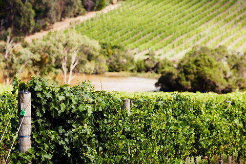 Mornington Peninsula 2-6 Guests With Lunch And Art Walk At Pt Leo Estate - Accommodation Nelson Bay 5