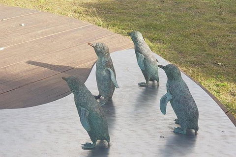 Phillip Island Penguin And Wildlife Tour - Accommodation Nelson Bay 14