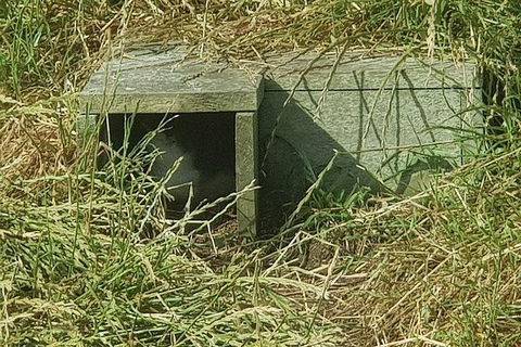 Phillip Island Penguin And Wildlife Tour - Accommodation Nelson Bay 11