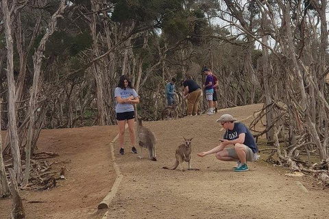 Phillip Island Penguin And Wildlife Tour - Accommodation Nelson Bay 34