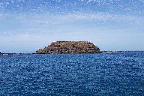 Phillip Island Penguin And Wildlife Tour - Accommodation Nelson Bay 17