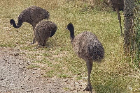 Phillip Island Penguin And Wildlife Tour - Accommodation Nelson Bay 32