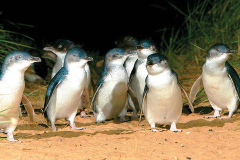 Phillip Island Penguin And Wildlife Tour - Accommodation Nelson Bay 0