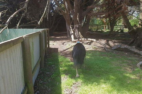 Phillip Island Penguin And Wildlife Tour - Accommodation Nelson Bay 5