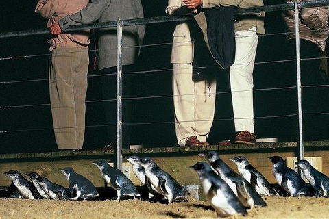 Phillip Island Penguin And Wildlife Tour - Accommodation Nelson Bay 20