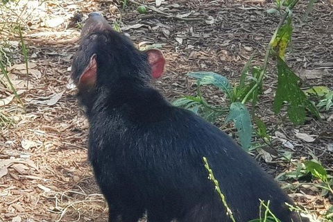 Phillip Island Penguin And Wildlife Tour - Accommodation Nelson Bay 26