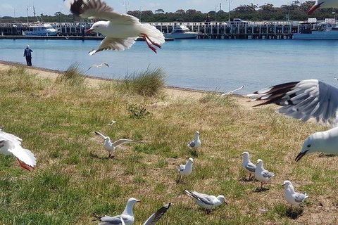Phillip Island Penguin And Wildlife Tour - Accommodation Nelson Bay 1