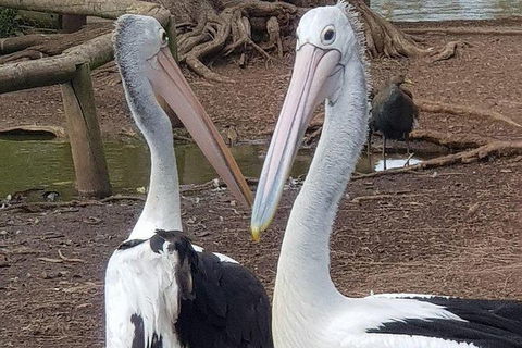 Phillip Island Penguin And Wildlife Tour - Accommodation Nelson Bay 6