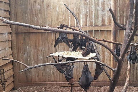 Phillip Island Penguin And Wildlife Tour - Accommodation Nelson Bay 31