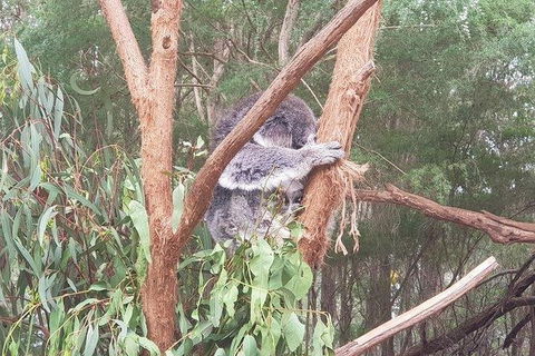Phillip Island Penguin And Wildlife Tour - Accommodation Nelson Bay 16
