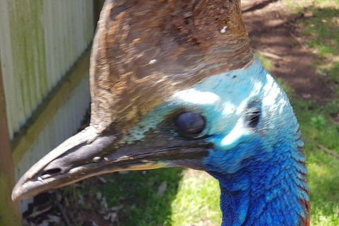 Phillip Island Penguin And Wildlife Tour - Accommodation Nelson Bay 19
