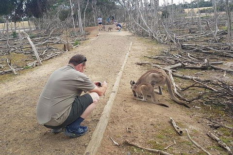 Phillip Island Penguin And Wildlife Tour - Accommodation Nelson Bay 30
