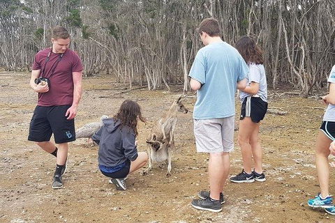 Phillip Island Penguin And Wildlife Tour - Accommodation Nelson Bay 3