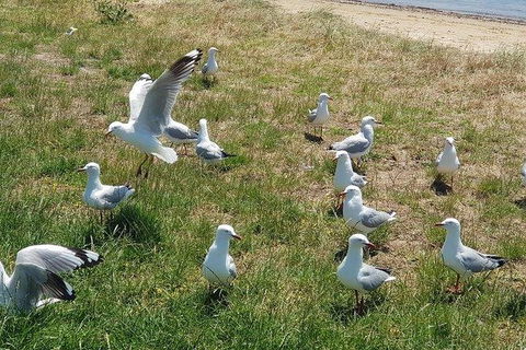 Phillip Island Penguin And Wildlife Tour - Accommodation Nelson Bay 9