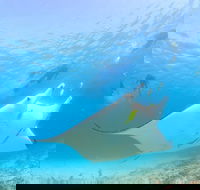 Marine Eco Safari - Swim with Manta Rays - Accommodation Nelson Bay