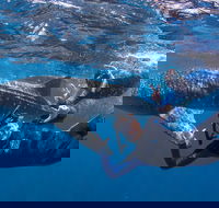 Whale Shark Safari - Accommodation Nelson Bay