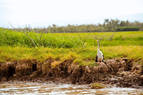 Darwin City Sights And Jumping Crocodile Cruise - Accommodation Nelson Bay 5
