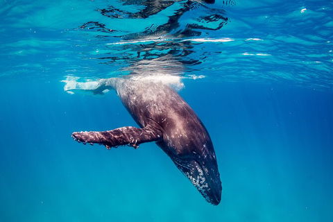 Life On Ningaloo Swimming Tour In Exmouth - Accommodation Nelson Bay 5