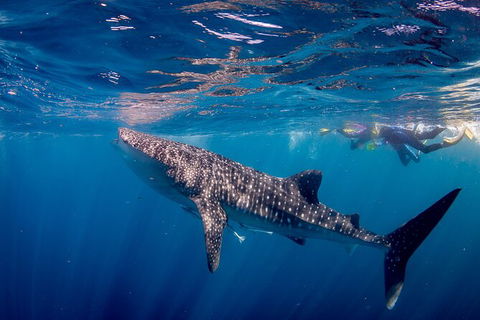 Life On Ningaloo Swimming Tour In Exmouth - Accommodation Nelson Bay 2