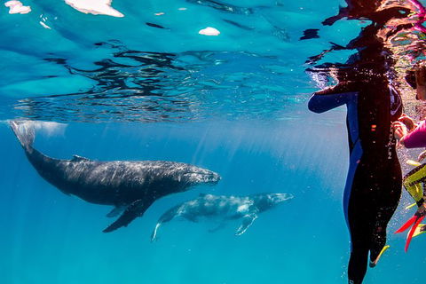 Life On Ningaloo Swimming Tour In Exmouth - Accommodation Nelson Bay 0