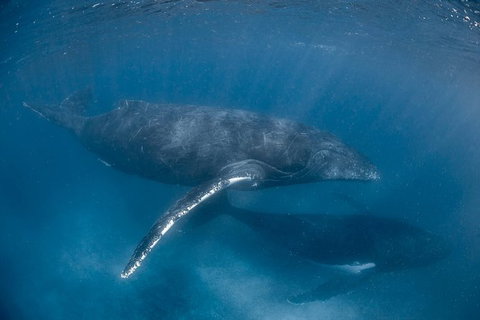 Full-Day Whale Watching Snorkeling And Swimming At Coral Bay - Accommodation Nelson Bay 6