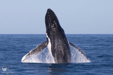 Full-Day Whale Watching Snorkeling And Swimming At Coral Bay - Accommodation Nelson Bay 0