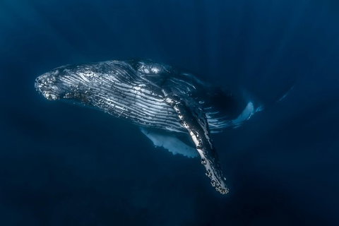 Full-Day Whale Watching Snorkeling And Swimming At Coral Bay - Accommodation Nelson Bay 7