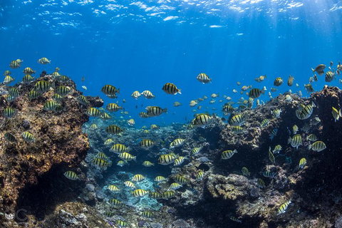 Full-Day Whale Watching Snorkeling And Swimming At Coral Bay - Accommodation Nelson Bay 1