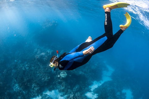 Full-Day Whale Watching Snorkeling And Swimming At Coral Bay - Accommodation Nelson Bay 2