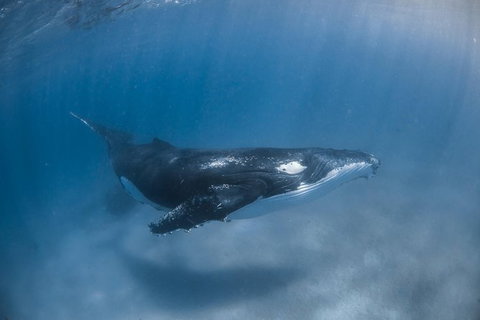 Full-Day Whale Watching Snorkeling And Swimming At Coral Bay - Accommodation Nelson Bay 5