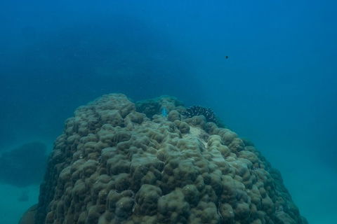 Ningaloo Immersion Private Charter - Accommodation Nelson Bay 4