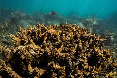 Ningaloo Immersion Private Charter - Accommodation Nelson Bay 6