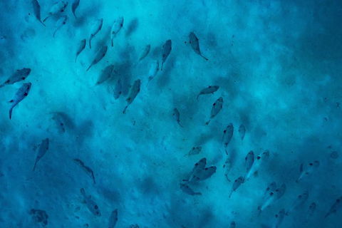 Ningaloo Immersion Private Charter - Accommodation Nelson Bay 2