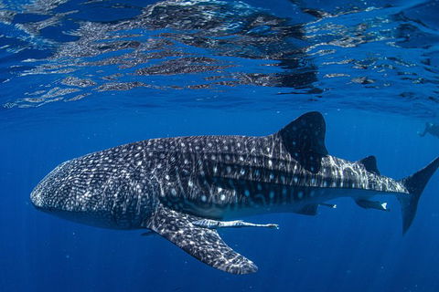 Full-Day Whale Sharks Swimming Experience On Ningaloo Reef - Accommodation Nelson Bay 10