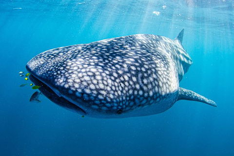Full-Day Whale Sharks Swimming Experience On Ningaloo Reef - Accommodation Nelson Bay 9