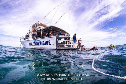 Full-Day Whale Sharks Swimming Experience On Ningaloo Reef - Accommodation Nelson Bay 13