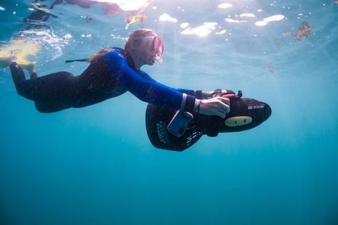 Full-Day Whale Sharks Swimming Experience On Ningaloo Reef - Accommodation Nelson Bay 4