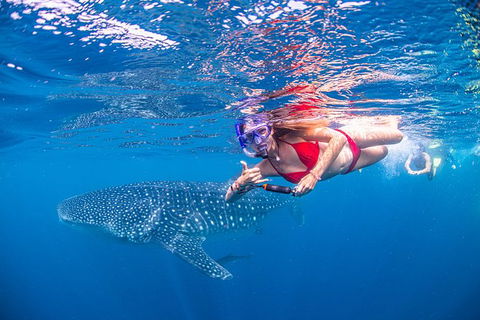 Full-Day Whale Sharks Swimming Experience On Ningaloo Reef - Accommodation Nelson Bay 0