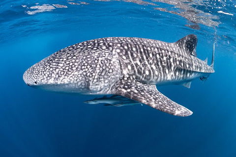 Full-Day Whale Sharks Swimming Experience On Ningaloo Reef - Accommodation Nelson Bay 14