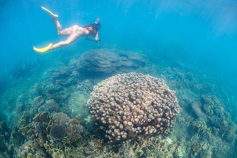 Full-Day Whale Sharks Swimming Experience On Ningaloo Reef - Accommodation Nelson Bay 6