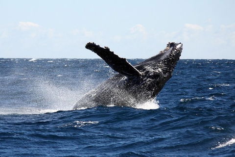 Full-Day Whale Sharks Swimming Experience On Ningaloo Reef - Accommodation Nelson Bay 8