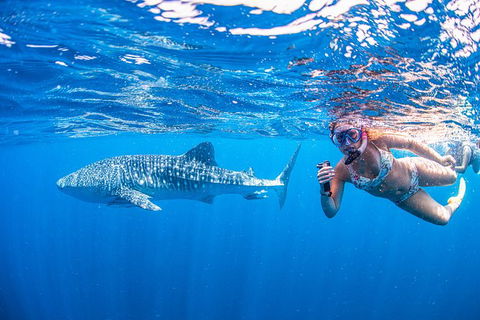 Full-Day Whale Sharks Swimming Experience On Ningaloo Reef - Accommodation Nelson Bay 17