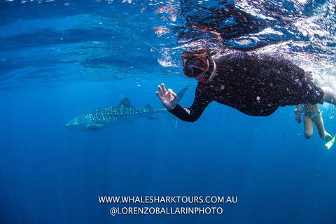Full-Day Whale Sharks Swimming Experience On Ningaloo Reef - Accommodation Nelson Bay 2