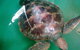 Australian Seabird Rescue - thumb 0