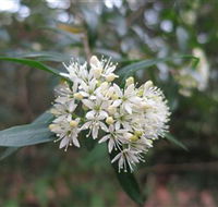 Booderee National Park - Accommodation Nelson Bay